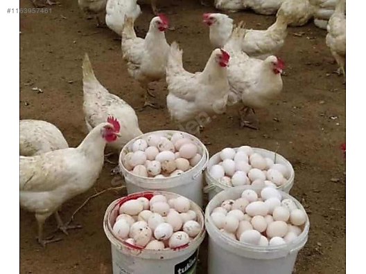 Pets & Livestock / Poultry & Fowl / Chickens