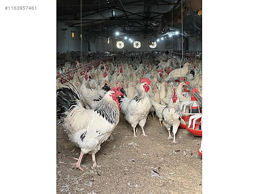 Pets & Livestock / Poultry & Fowl / Chickens