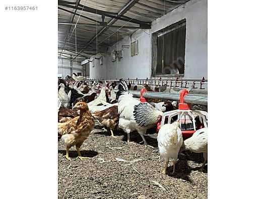 Pets & Livestock / Poultry & Fowl / Chickens
