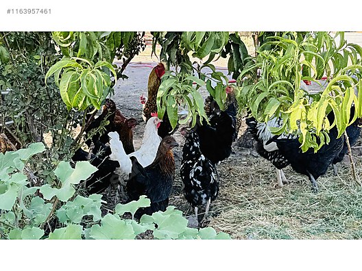 Pets & Livestock / Poultry & Fowl / Chickens