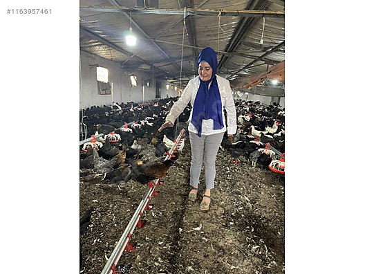 Pets & Livestock / Poultry & Fowl / Chickens