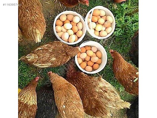 Pets & Livestock / Poultry & Fowl / Chickens