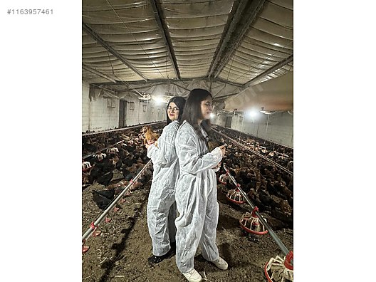 Pets & Livestock / Poultry & Fowl / Chickens