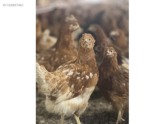 Pets & Livestock / Poultry & Fowl / Chickens
