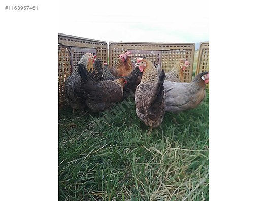 Pets & Livestock / Poultry & Fowl / Chickens
