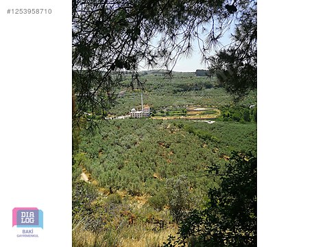 BURSA MUDANYA AYDINPINAR'DA SATILIK ZEYTİNLİK