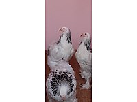 sahibinden satilik tavuk cinsleri ve fiyatlari sahibinden com da sahibinden satilik tavuk cinsleri ve fiyatlari sahibinden com da