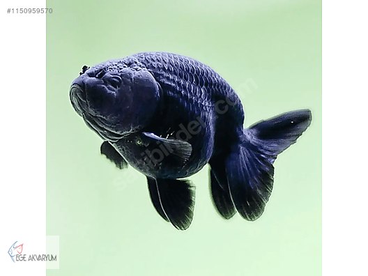 Ranchu discount black goldfish