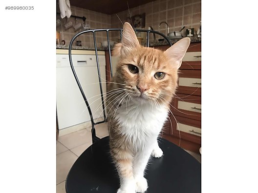 Kedi Sarman Sarmi Ailesini Ariyor Sahibinden Comda 969960035