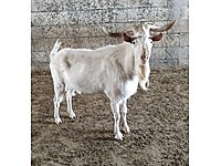 Adiyaman Satilik Kucukbas Hayvanlar Ilanlari Ve Fiyatlari Sahibinden Com Da