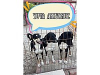 Barınaktan Kurtardığımız Çocukların Mucizelerine Yuva Arıyoruz #1282963843