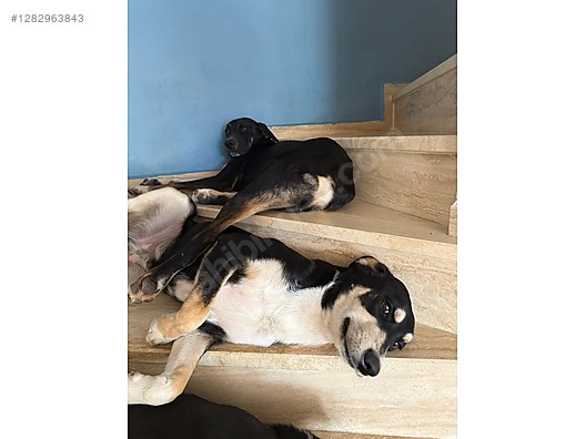 Hayvanlar Alemi / Evcil Hayvanlar / Köpek / Melez