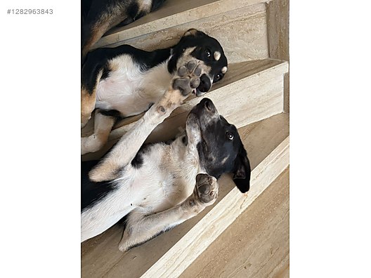 Hayvanlar Alemi / Evcil Hayvanlar / Köpek / Melez