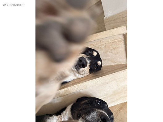 Hayvanlar Alemi / Evcil Hayvanlar / Köpek / Melez