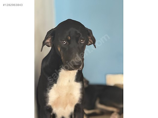 Hayvanlar Alemi / Evcil Hayvanlar / Köpek / Melez