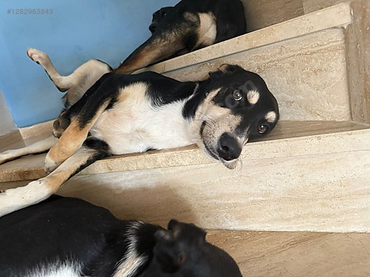 Hayvanlar Alemi / Evcil Hayvanlar / Köpek / Melez