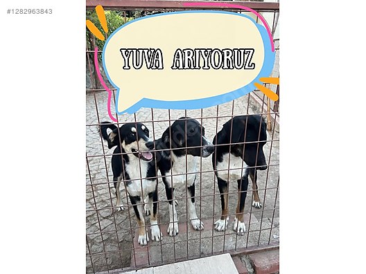 Hayvanlar Alemi / Evcil Hayvanlar / Köpek / Melez