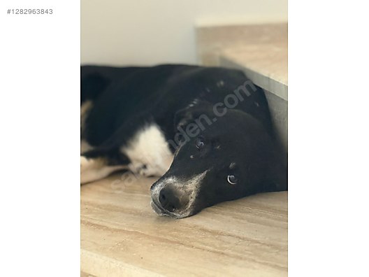 Hayvanlar Alemi / Evcil Hayvanlar / Köpek / Melez