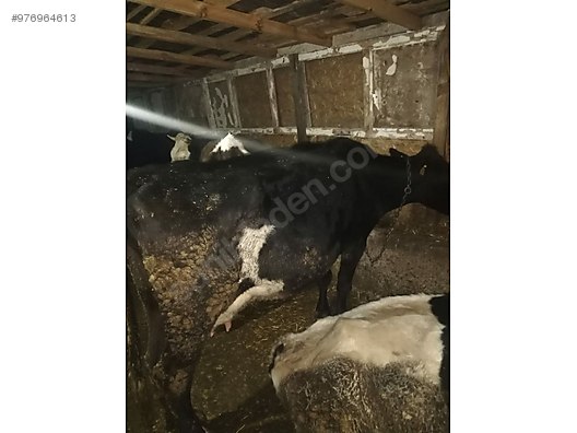 sahibinden satilik agir gebe 6 tane inek turkiye nin ucretsiz ilan sitesi sahibinden com da 976964613 sahibinden satilik agir gebe 6 tane inek turkiye nin ucretsiz ilan sitesi sahibinden com da 976964613