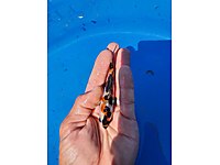 10 alıma 5 adet Hediye 10-15 cm arası Özel Üretim Koi Balığı #1216965053