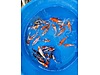 Pets & Livestock / Aquarium Fish / Goldfish / Koi