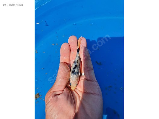 Pets & Livestock / Aquarium Fish / Goldfish / Koi