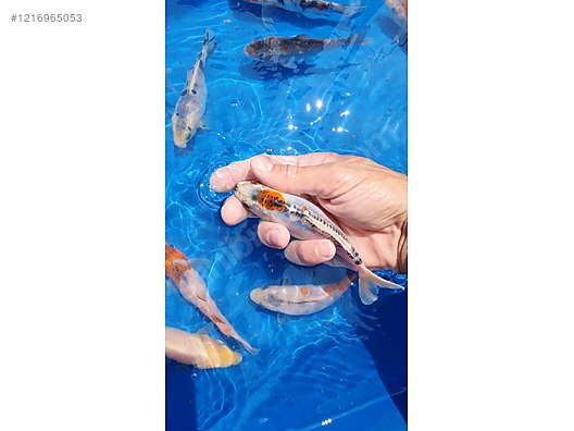 Pets & Livestock / Aquarium Fish / Goldfish / Koi