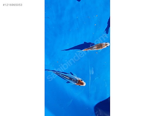 Pets & Livestock / Aquarium Fish / Goldfish / Koi