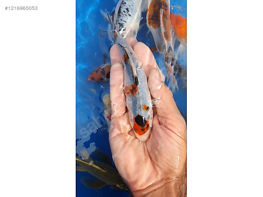 Pets & Livestock / Aquarium Fish / Goldfish / Koi