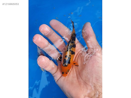 Pets & Livestock / Aquarium Fish / Goldfish / Koi