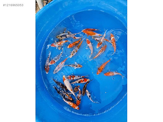 Pets & Livestock / Aquarium Fish / Goldfish / Koi