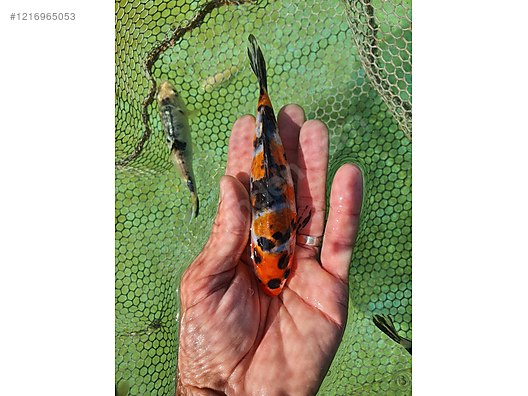 Pets & Livestock / Aquarium Fish / Goldfish / Koi