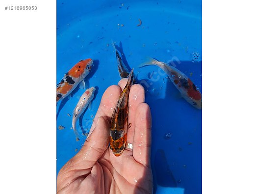 Pets & Livestock / Aquarium Fish / Goldfish / Koi