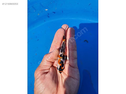 Pets & Livestock / Aquarium Fish / Goldfish / Koi