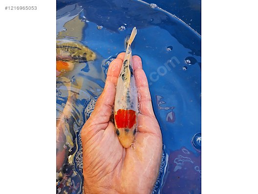 Pets & Livestock / Aquarium Fish / Goldfish / Koi