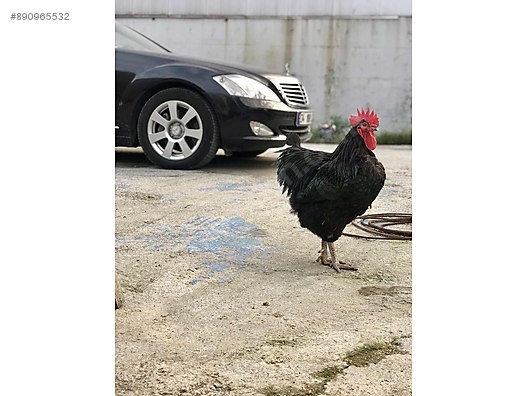 Tavuk Istanbul Atasehir Yumurta Tavuk Horoz Civciv Sahibinden Comda 890965532 Tavuk Istanbul Atasehir Yumurta Tavuk Horoz Civciv Sahibinden Comda 890965532