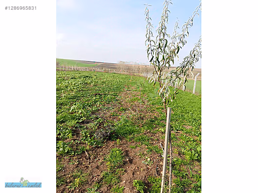 BULURUZDAN GEÇKİNLİ KÖYÜNDE TEL ÖRGÜLÜ HAZIR BAHÇE YERİ #1286965831