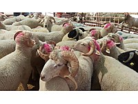 ADAKLIK AKİKA ETLİK KUZULAR EN UYGUN FİYATLAR KESİM ÜCRETSİZ.. #1282965843