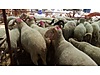 Pets & Livestock / Small Livestock / Lambs