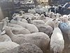 Pets & Livestock / Small Livestock / Lambs
