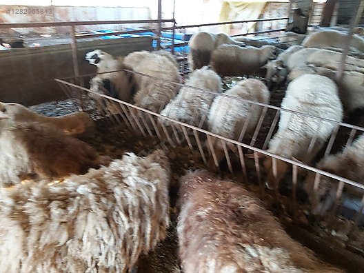 Pets & Livestock / Small Livestock / Lambs