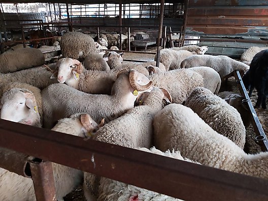 Pets & Livestock / Small Livestock / Lambs