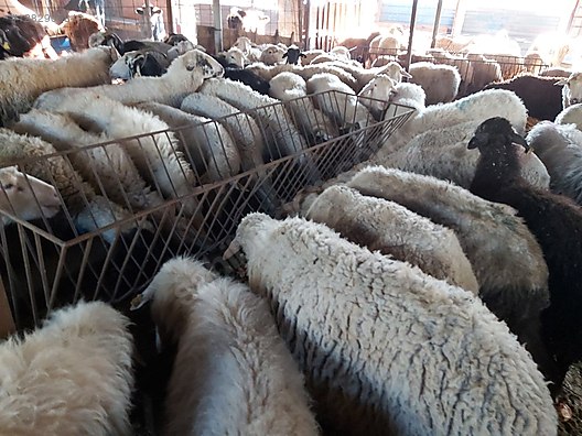 Pets & Livestock / Small Livestock / Lambs