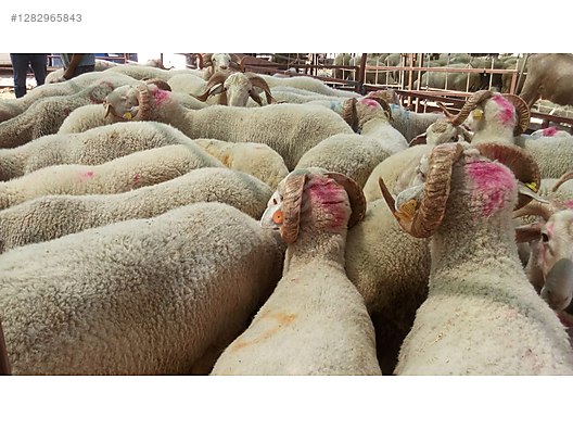 Pets & Livestock / Small Livestock / Lambs