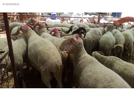 Pets & Livestock / Small Livestock / Lambs