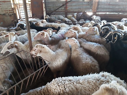 Pets & Livestock / Small Livestock / Lambs