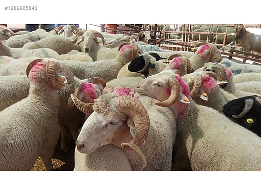 Pets & Livestock / Small Livestock / Lambs