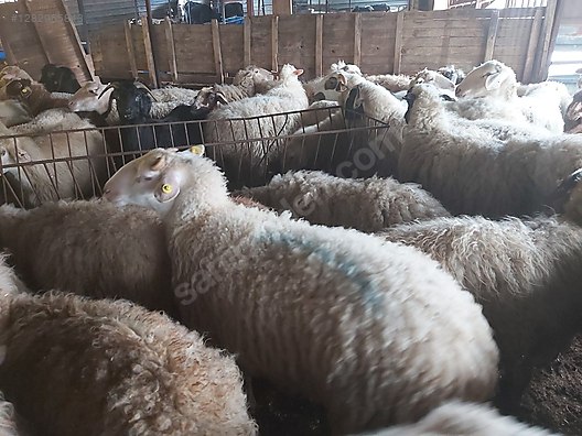 Pets & Livestock / Small Livestock / Lambs