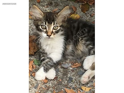Kedi Diger Irklar 9 Haftalik Guzel Kiz A Yuva Ariyoruz Sahibinden Comda 869965996