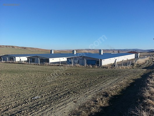 Tavuk Ciftligi Kargali Polatli Sahibinden Comda 849966447